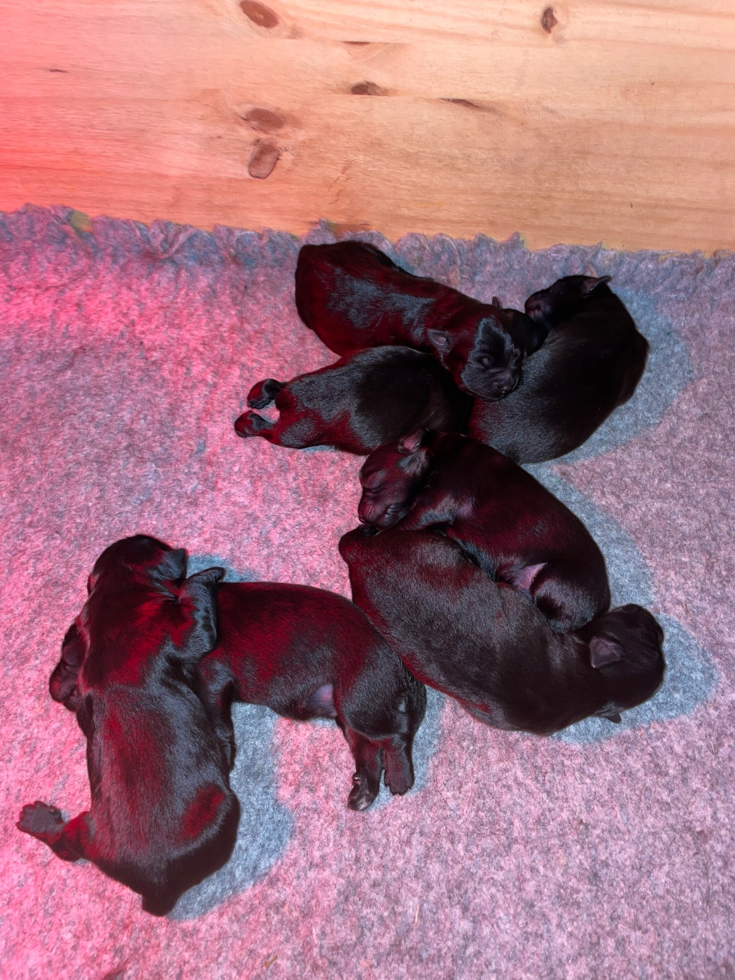 Naissance à l élevage