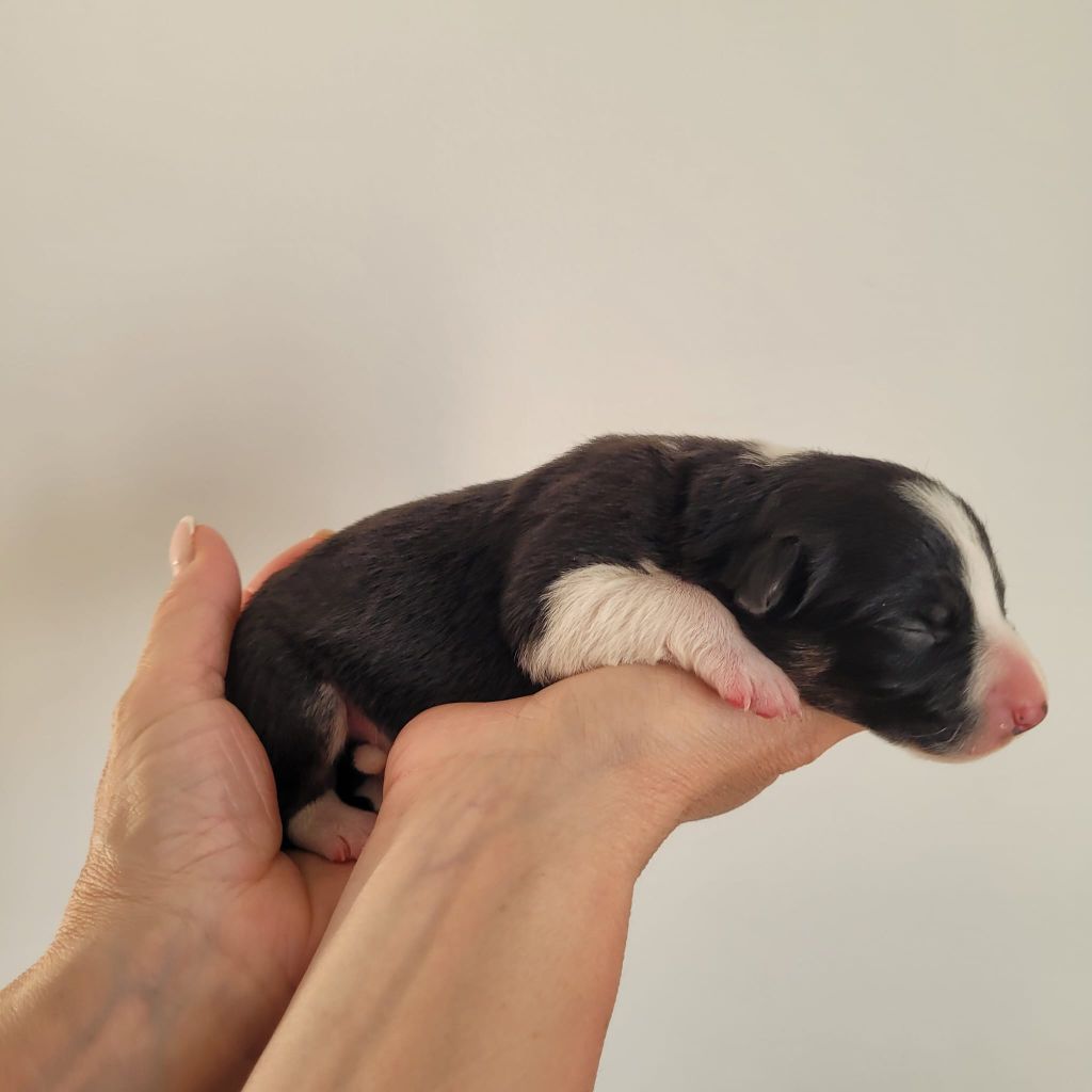 De La Mesta Pastores - Chiots disponibles - Border Collie
