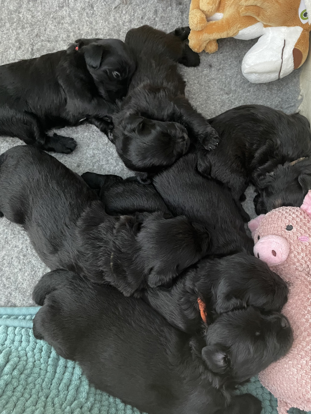 Chiot Berger des Pyrenees à poil long De La Mesta Pastores