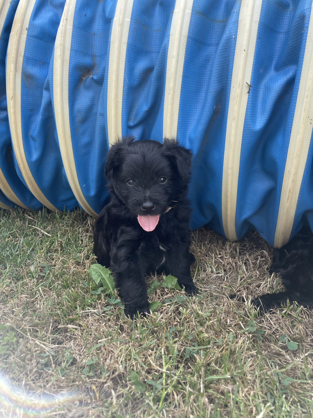 De La Mesta Pastores - Chiots disponibles - Berger des Pyrenees à poil long