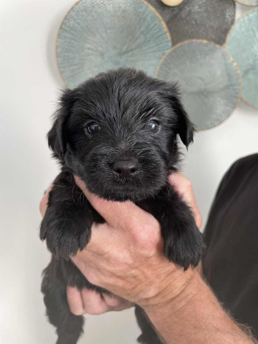 De La Mesta Pastores - Chiots disponibles - Berger des Pyrenees à poil long