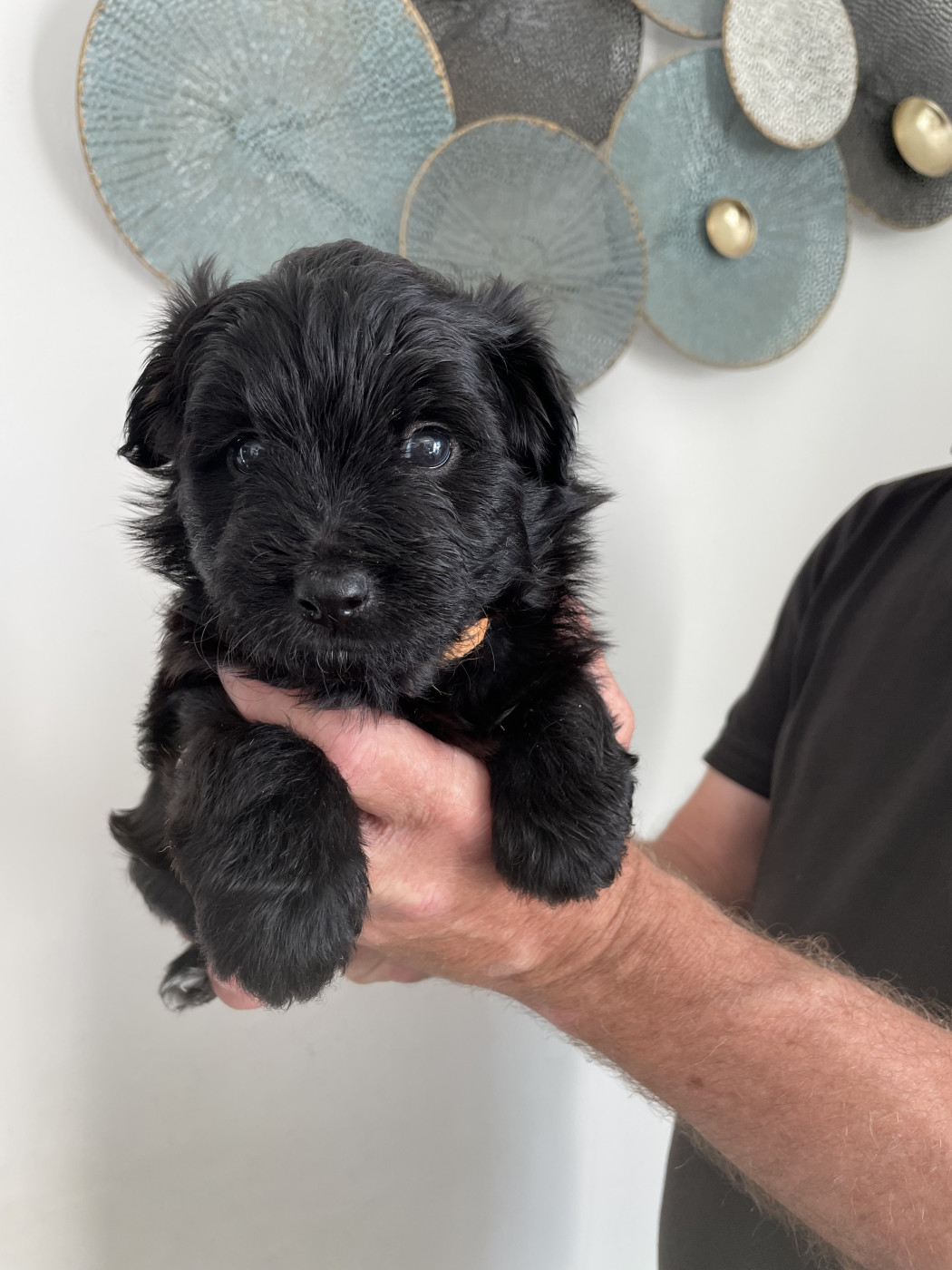 De La Mesta Pastores - Chiots disponibles - Berger des Pyrenees à poil long