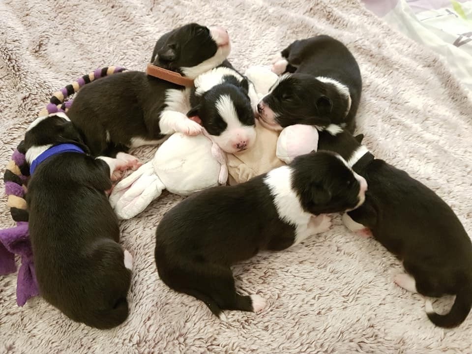 Chiot Border Collie De La Mesta Pastores