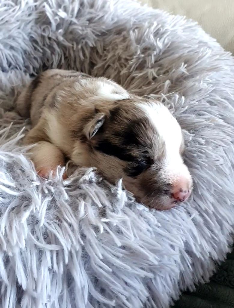 De La Mesta Pastores - Chiots disponibles - Border Collie