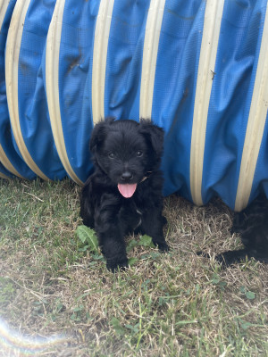Chiot N°1