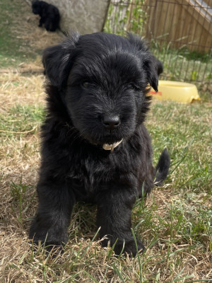 Chiot N°2