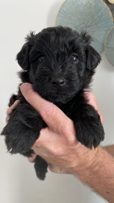 Chiot N°3
