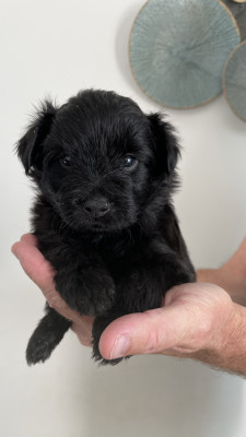 Chiot N°4