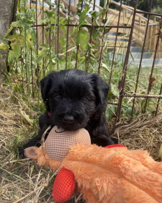 Chiot N°7