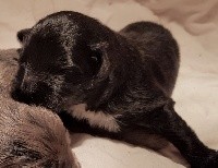 CHIOT