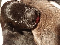 CHIOT