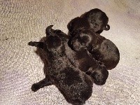 CHIOT