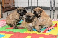 CHIOT