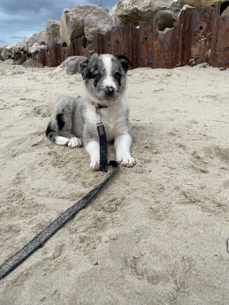 De La Mesta Pastores - Chiots disponibles - Border Collie